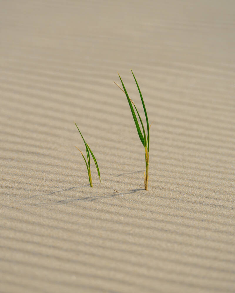 Kleine duingras stengels die boven het gerimpelde strand uitsteken. 