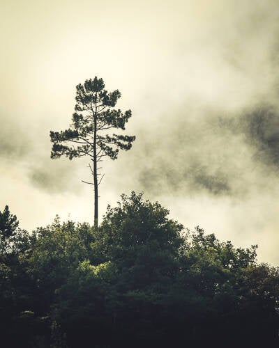 Foto van een solitaire boom in de mist op een Heuvelrug op Madeira