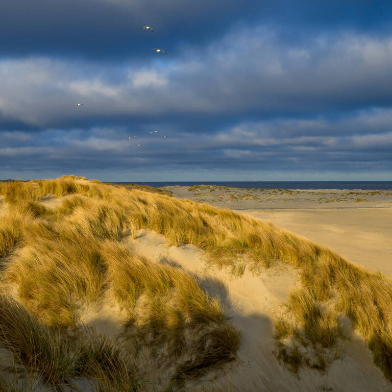 Vroeg ochtendlicht tijdens het gouden uurtje over de duinen bij de Eierlandse dam op Texel