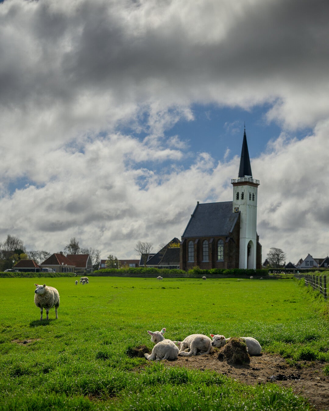 Schaap en lammetjes in de wei voor de kerk van Den Hoorn
