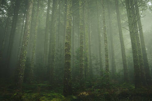 Foto van een magisch boslandschap in de mist op Madeira