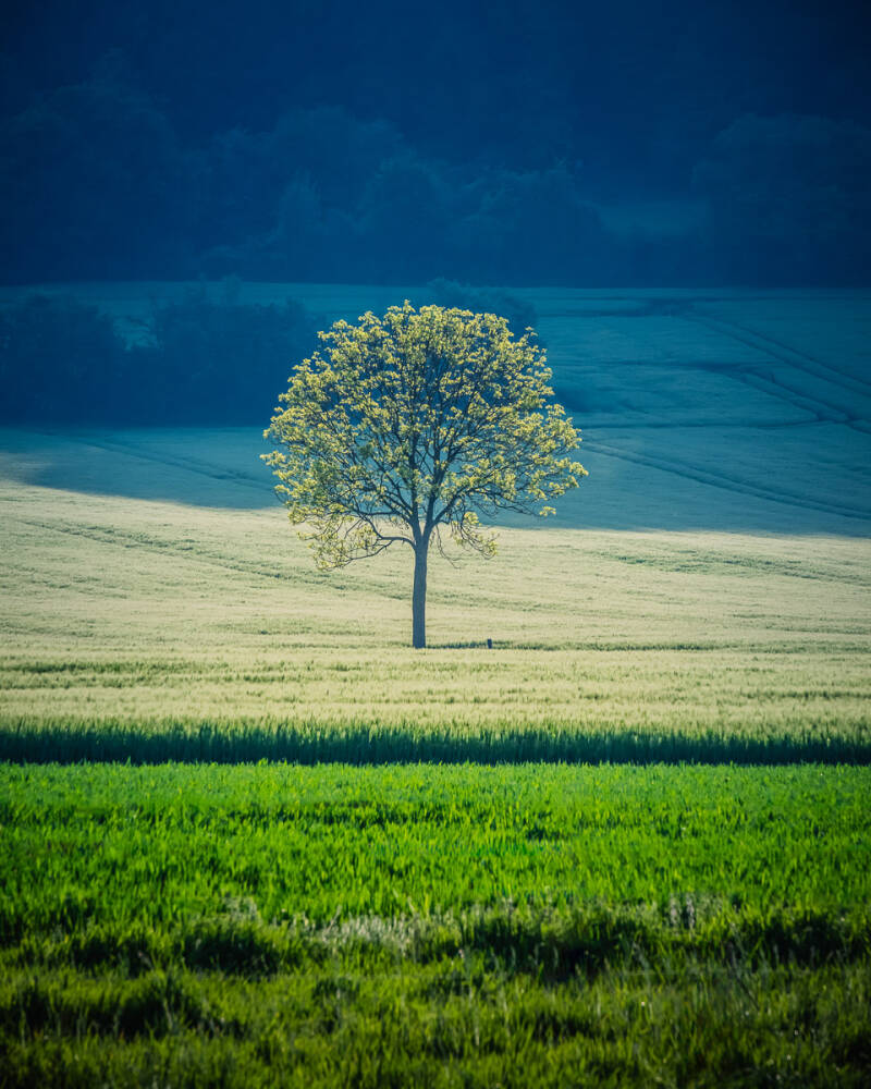 Solitaire boom in het avondlicht bij Wittem in het Zuid Limburgse landschap