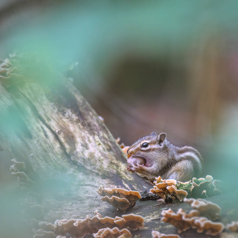 Afbeelding van een syberische grondeekhoorn die een hazelnoot in zijn mond stopt