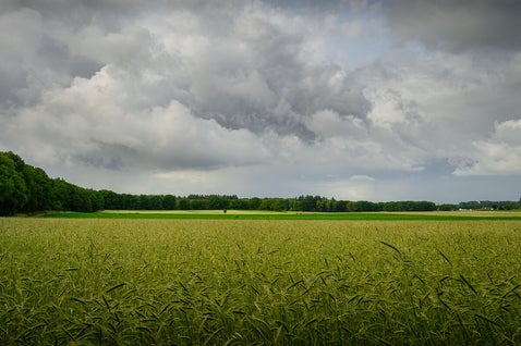 Dramatische wolkenlucht boven een graanveld bij 't Peeske (Montferland)