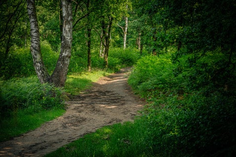Een mooi bospad door het Bergherbos in Montferland