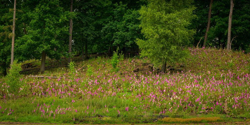 Vingerhoudskruid aan de rand van het Bergherbos bij Stokkum