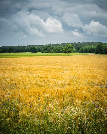 Stemmige wolkenlucht boven het Bergherbos in Stokkum met in de voorgrond een graanveld.