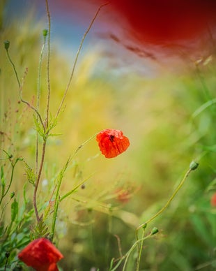 Detail foto van een klaproos naast een graanveld