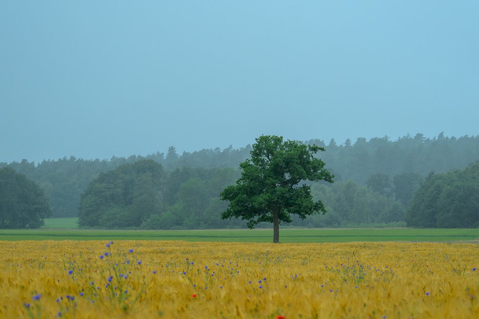 Landschapsfoto van een boom aan de rand van een graanveld tijdens een regenbui