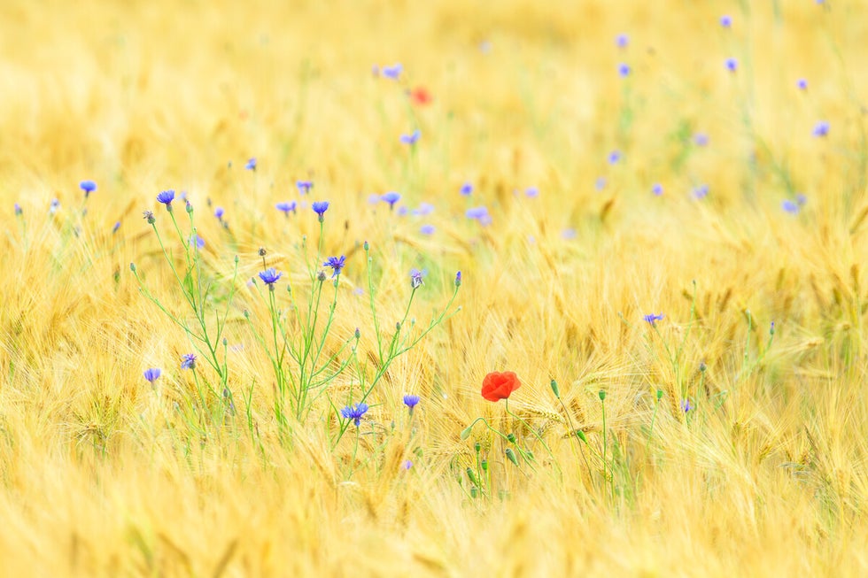 Korenbloemen en klaproos in een goudgeel graanveld