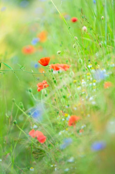 Klaprozen, korenbloemen en andere veldbloemen