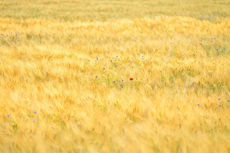 Korenbloemen en een klaproos in een geel graanveld