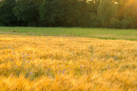 Korenbloemen in een graanveld