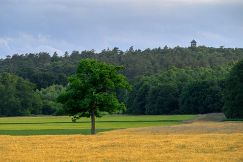 Landschapsfoto van een boom aan de rand van een graanveld in Stokkum