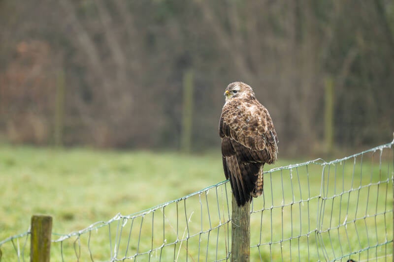 Een buizerd op een paaltje in de Greffelkamp
