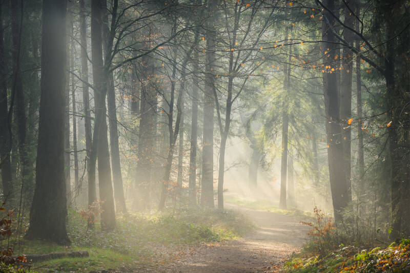 Zonneharpen in het bos bij de Hettenheuvel