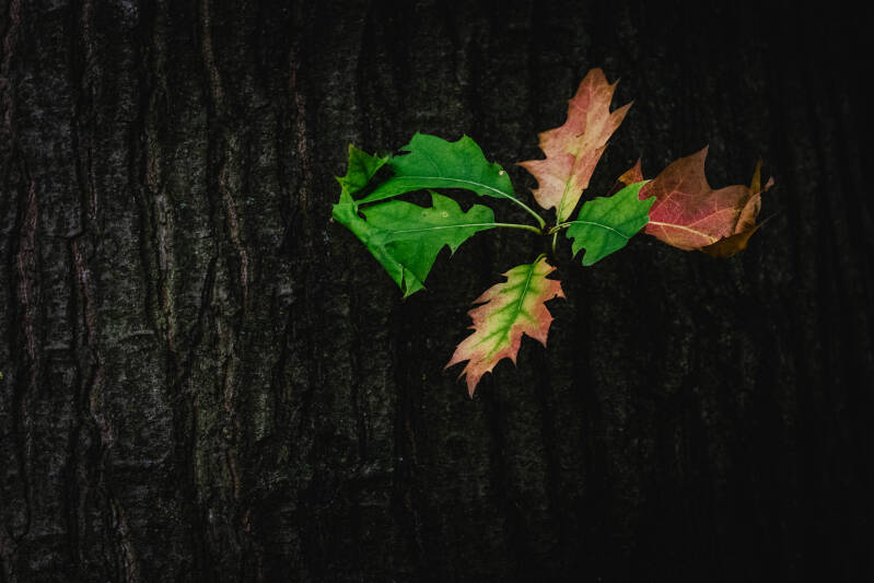 Green and orange oak leaves attached to a tree trunk, with rough bark forming the background.