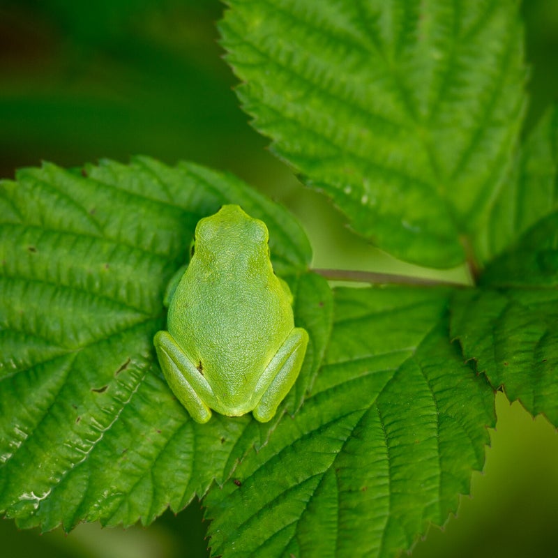 Treefrog