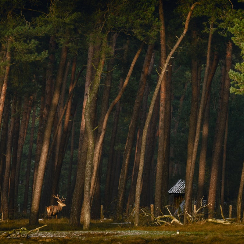 In the woods