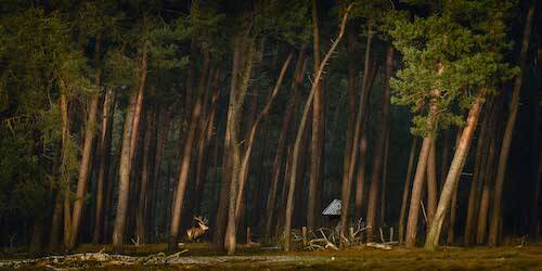 Boslandschap met edelhert