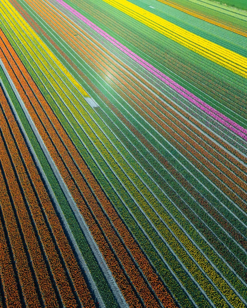 Strakke kleurrijke lijnen van een tulpenveld vanuit de lucht