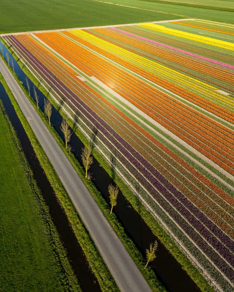 Dronefoto van een meerkleurig tulpenveld langs een sloot met bomen.