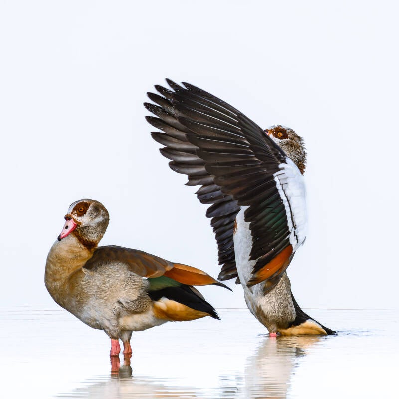 Prachtige foto van twee kleurrijke nijlganzen