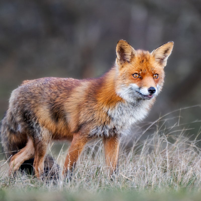 Fox