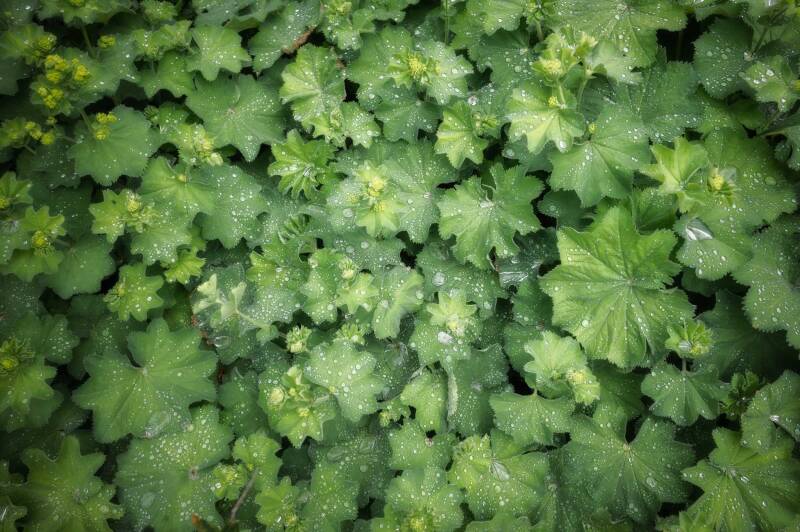 Rich green alchemilla leaves with rounded edges, holding clear water droplets in their centers.
