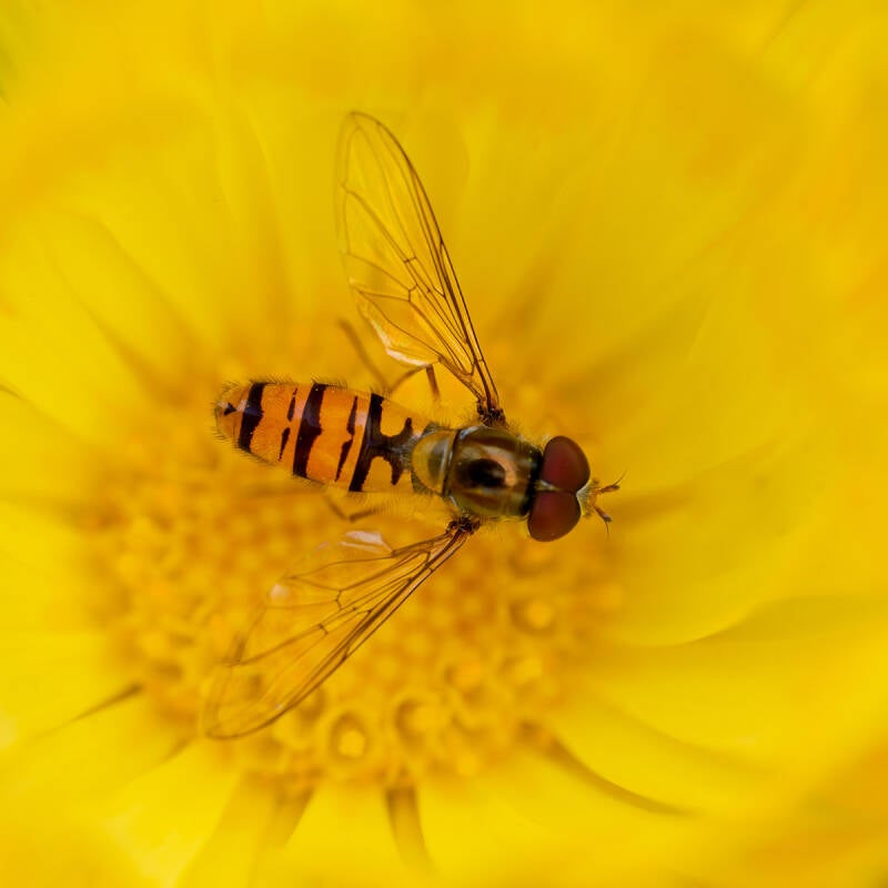 Macroafbeelding van een zweefvlieg op een gele bloem