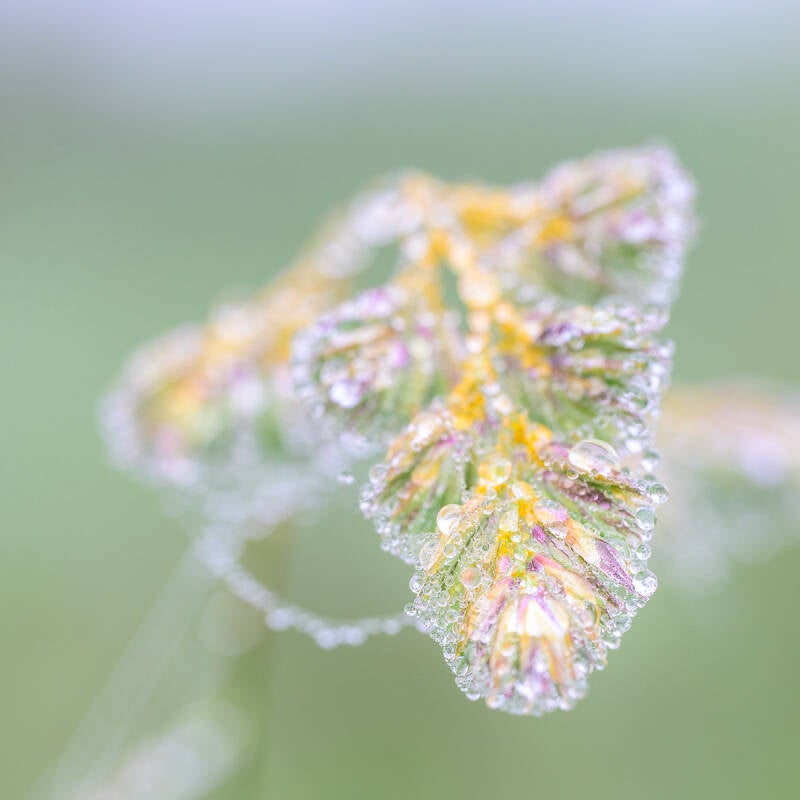 Macro afbeelding van een bedauwde grasspriet