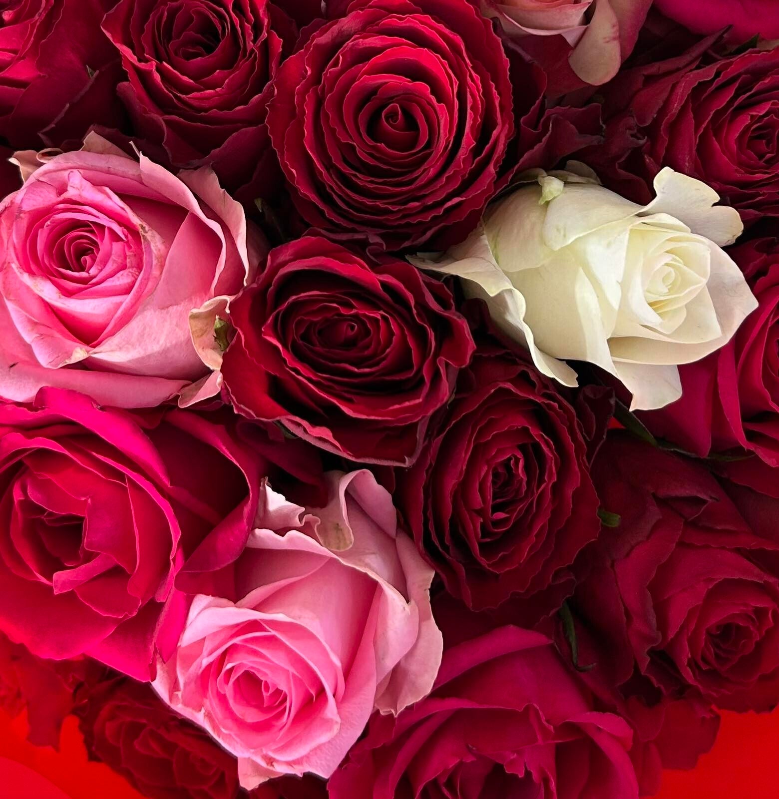 Bouquet of 10 roses in various colors- no greenery