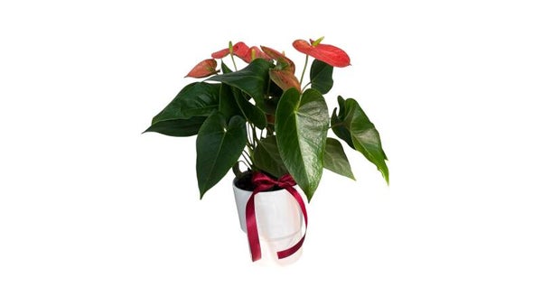 Anthurium in a white pot