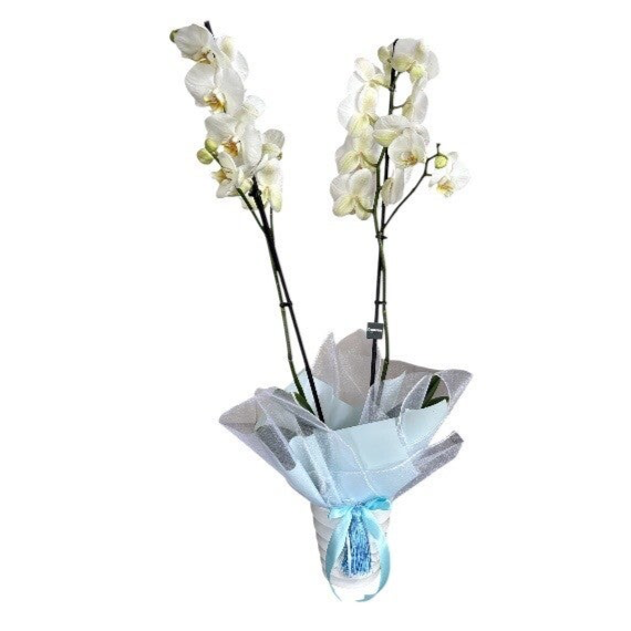 Phalenopsis 2 stem white in a ceramic pot