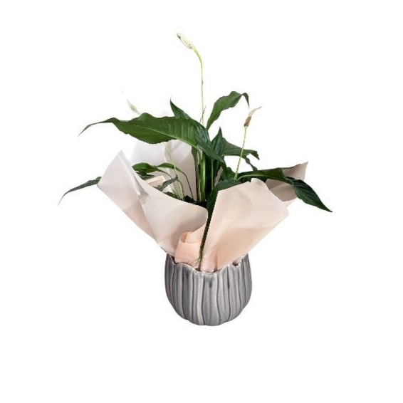 Spathyphyllum in a grey ceramic pot