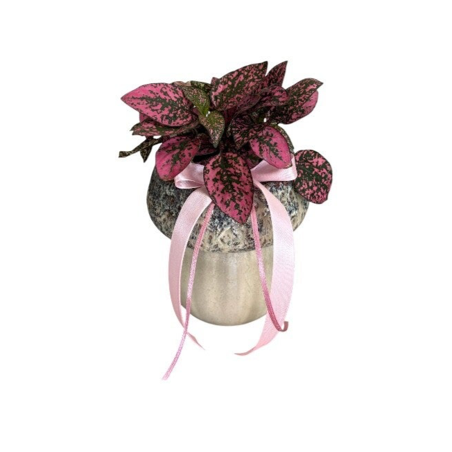 Hypoestes in a green beige pot total height 20cm