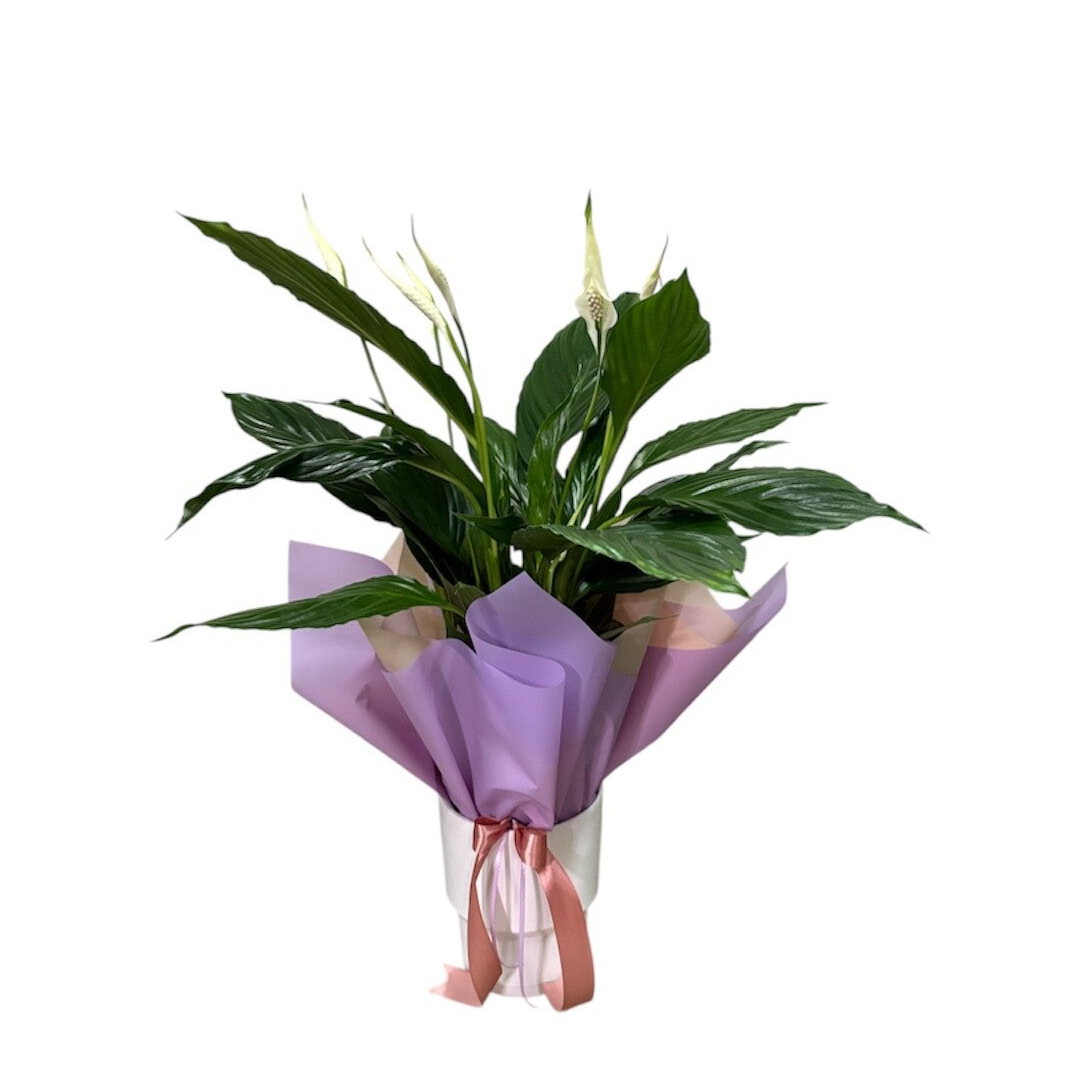 Spathyphyllum in a white ceramic pot with purple wrapping paper