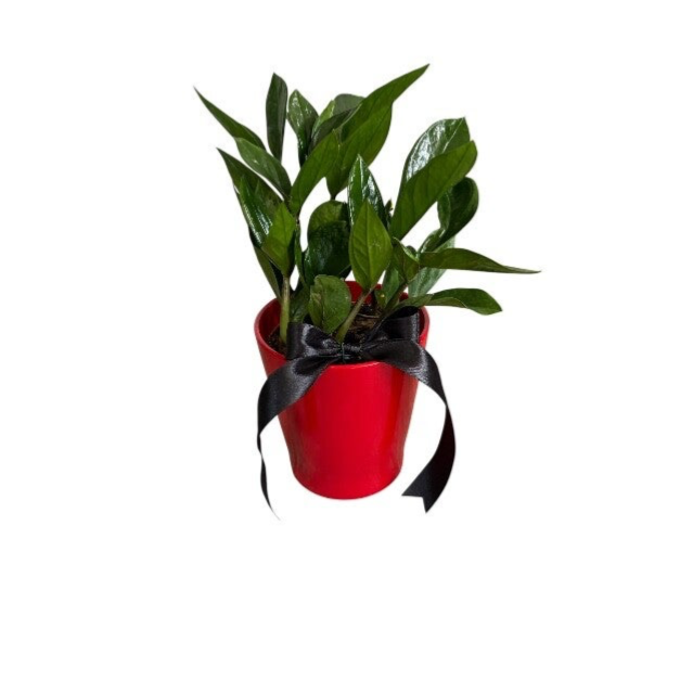 Zamiolucas in a red ceramic pot