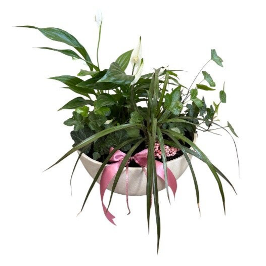 Plant arrangement in a round white pot