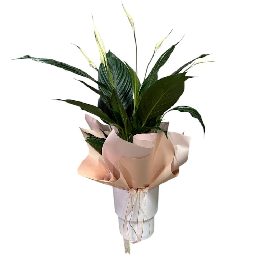 Spathyphyllum in a white ceramic pot and peach wrapping paper