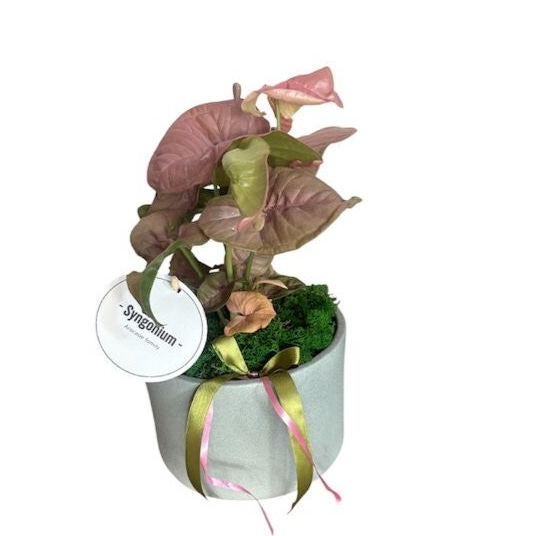 Syngonium in a round pot