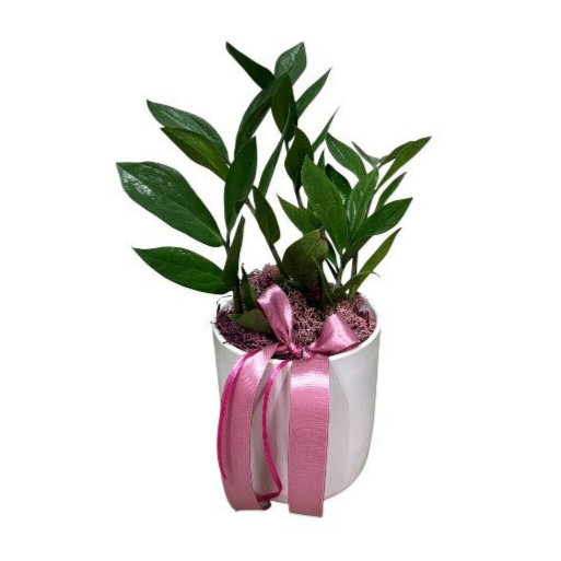 Zamia in light pink pot