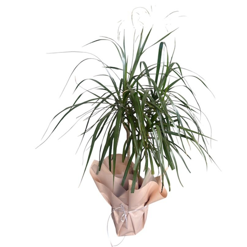 Dracaena plant in wrapping