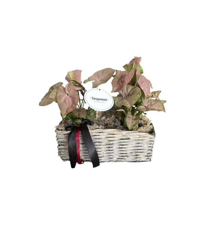 Syngonium plant in a wooden basket