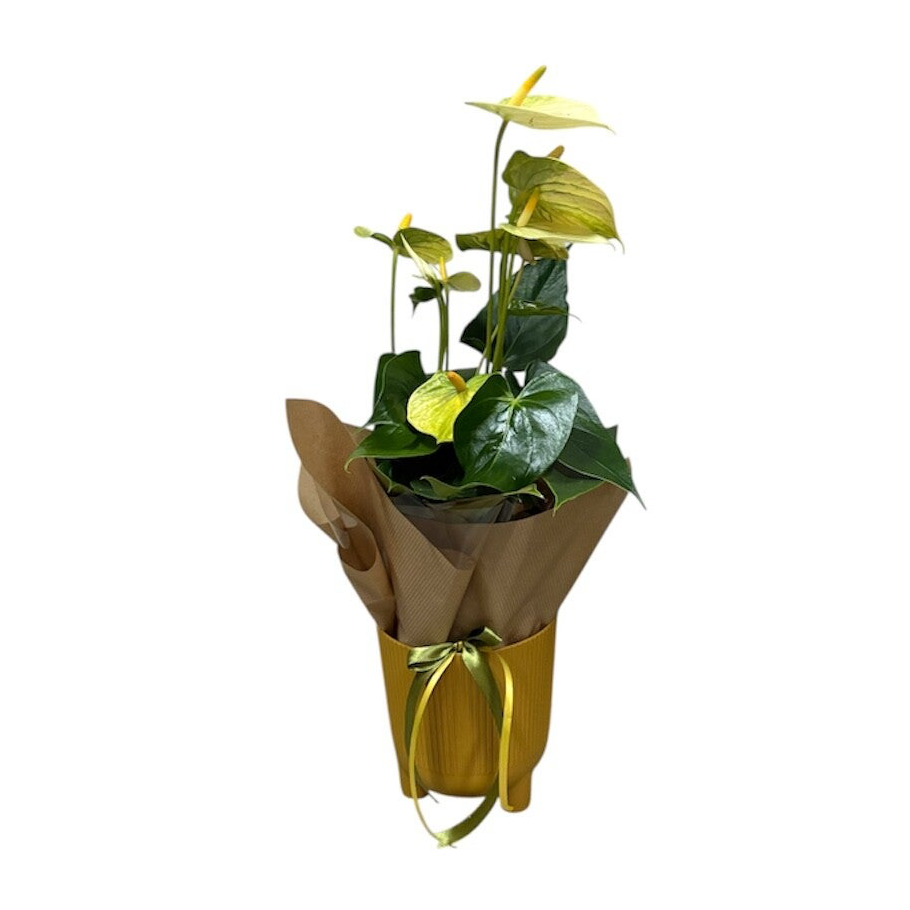 Anthurium in a yellow pot