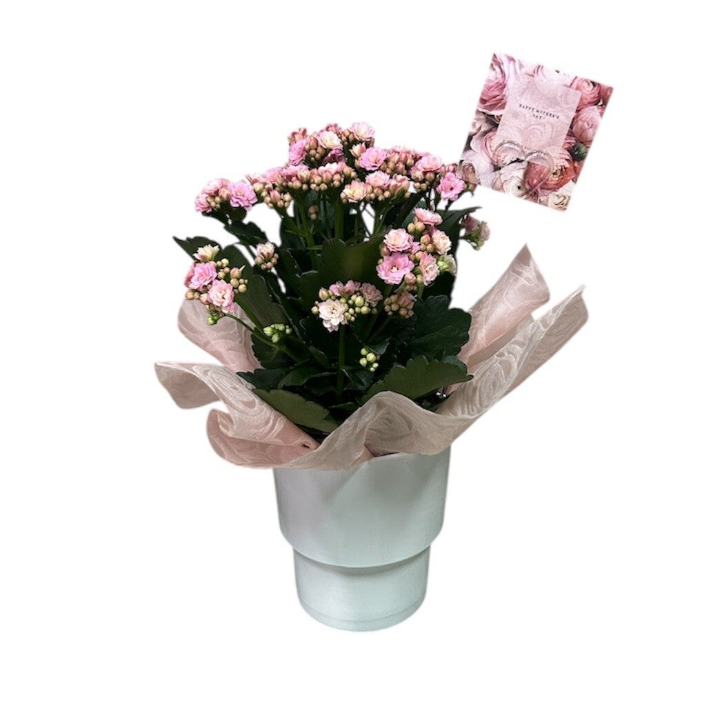 Pink kalanchoe in a white ceramic pot