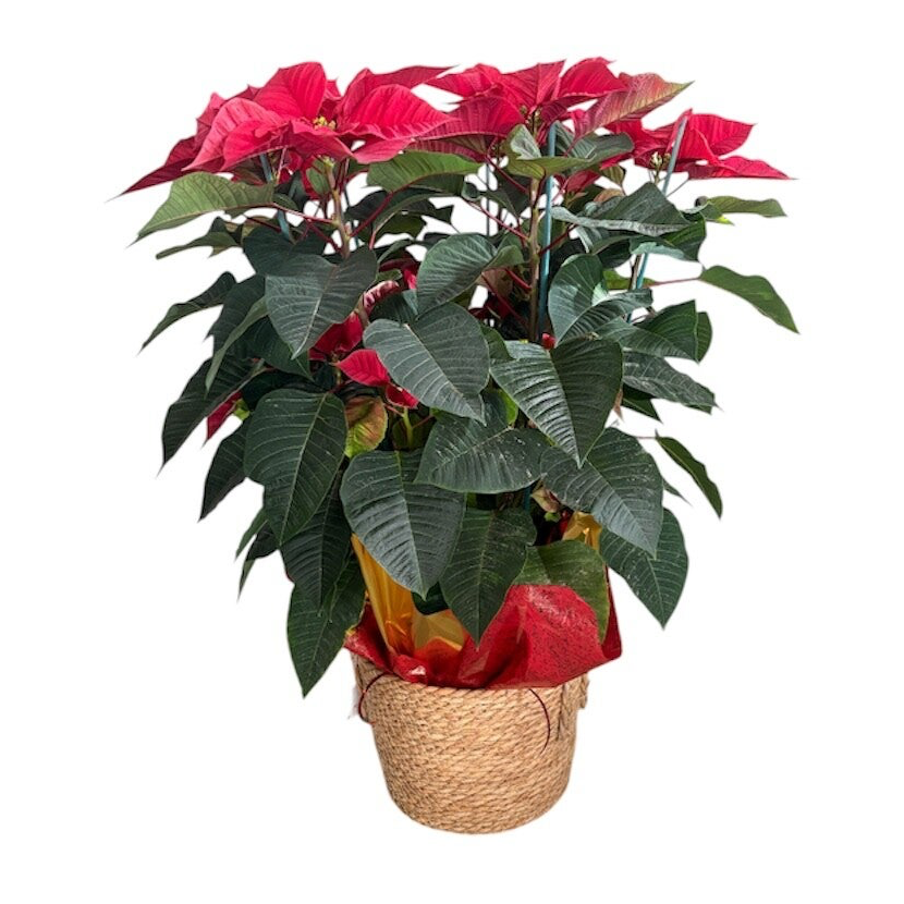 Poinsettia in a basket