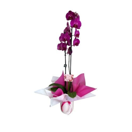 Phalenopsis fuchsia 2 stem in a ceramic pot