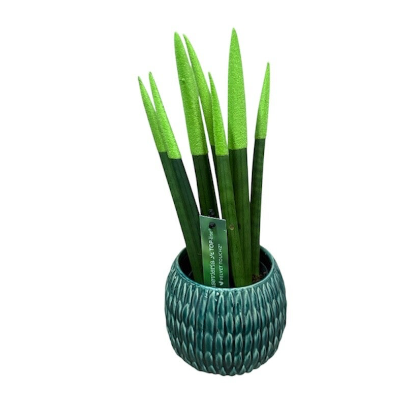 Green sansevieria 25 cm in ceramic pot