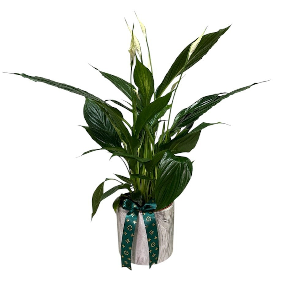 Spathyphyllum in a marble ceramic pot